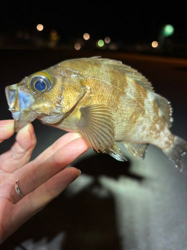 メバルの釣果