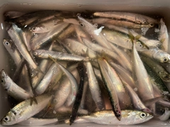 イワシの釣果