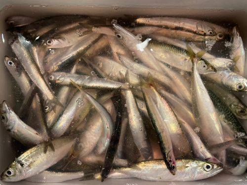 イワシの釣果