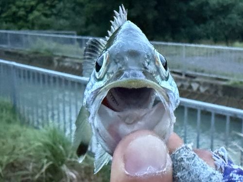 オオクチユゴイの釣果