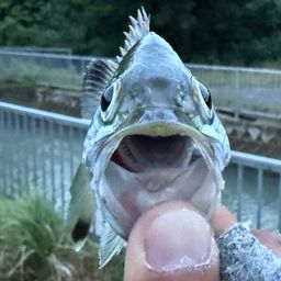 オオクチユゴイ