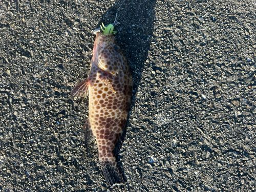 オオモンハタの釣果