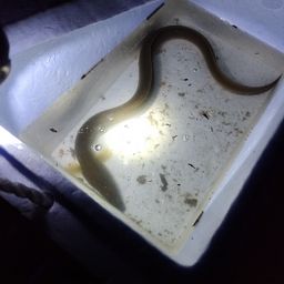 ウナギ