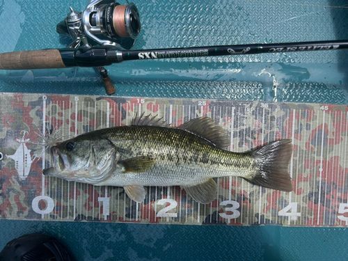 ブラックバスの釣果