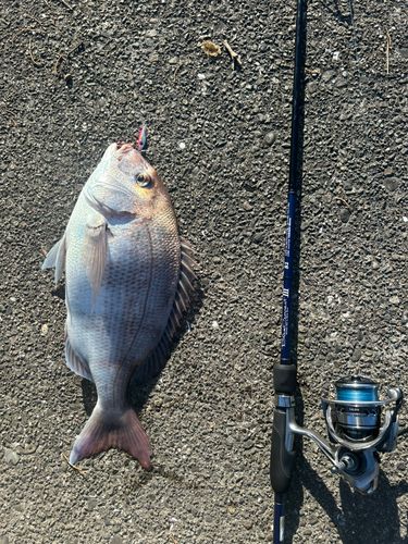 タイの釣果