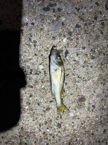 セイゴ（タイリクスズキ）の釣果