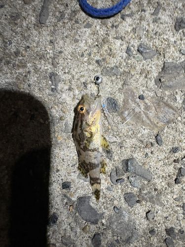 タケノコメバルの釣果