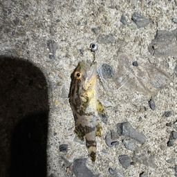 タケノコメバル