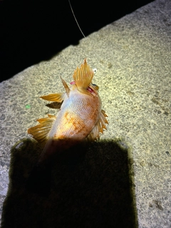 メバルの釣果