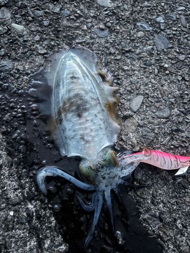 アオリイカの釣果