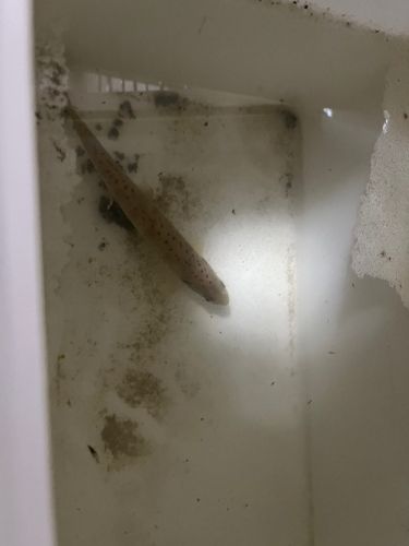 アマゴの釣果