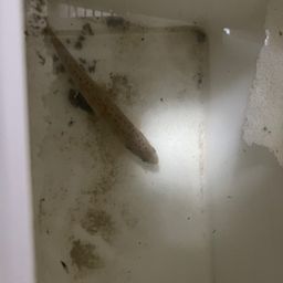アマゴ