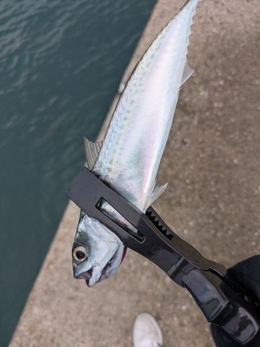 サバの釣果