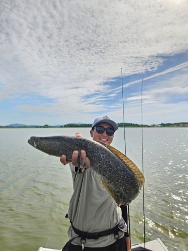 ライギョの釣果
