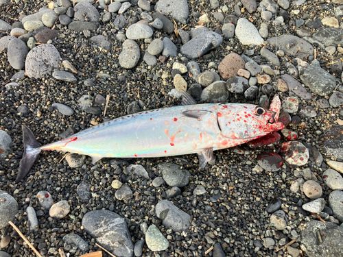 ソウダガツオの釣果