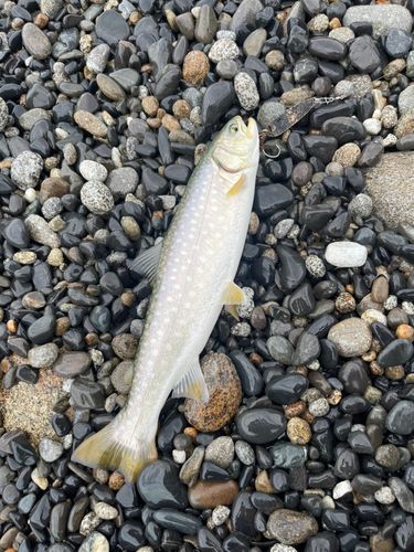 アメマスの釣果