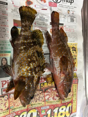 キジハタの釣果