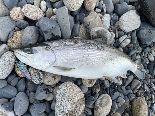サクラマスの釣果