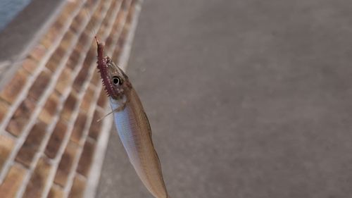 シロギスの釣果