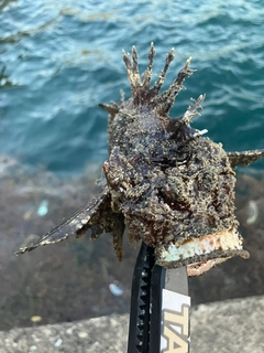 オニオコゼの釣果