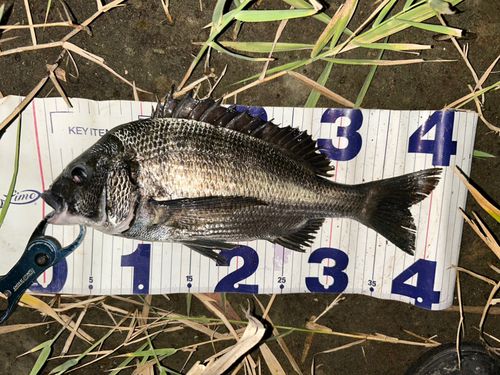 クロダイの釣果