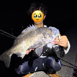 クロダイ