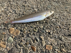 キスの釣果
