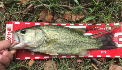 ブラックバスの釣果