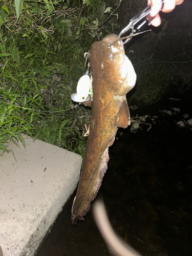 ナマズの釣果