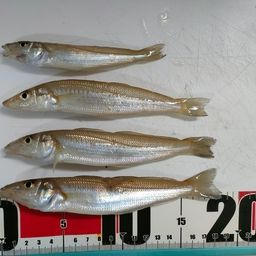 シロギス