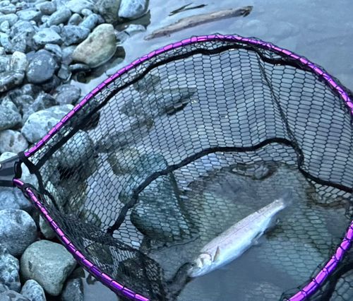 レインボートラウトの釣果