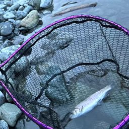 レインボートラウト