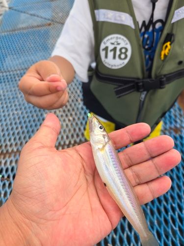 シロギスの釣果