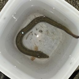 ウナギ