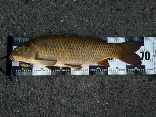 コイの釣果