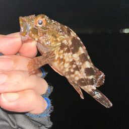 カサゴ