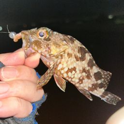 カサゴ