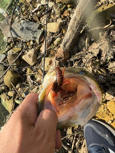 ブラックバスの釣果