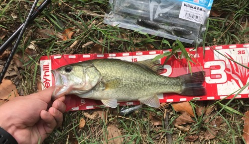 ブラックバスの釣果