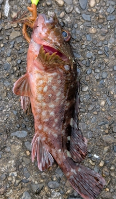 カサゴの釣果