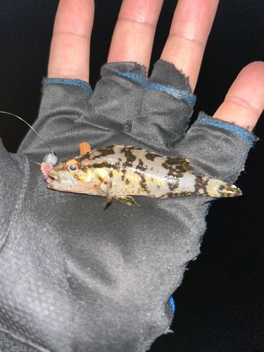タケノコメバルの釣果
