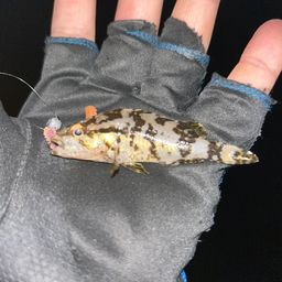 タケノコメバル