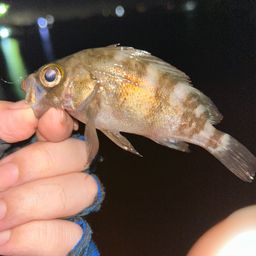 メバル