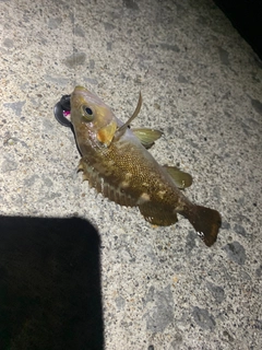 エゾメバルの釣果