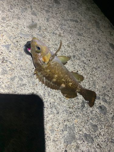 エゾメバルの釣果