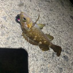 エゾメバル