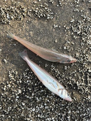 キスの釣果