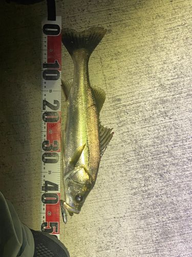 フッコ（マルスズキ）の釣果