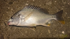 キビレの釣果