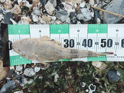 マゴチの釣果